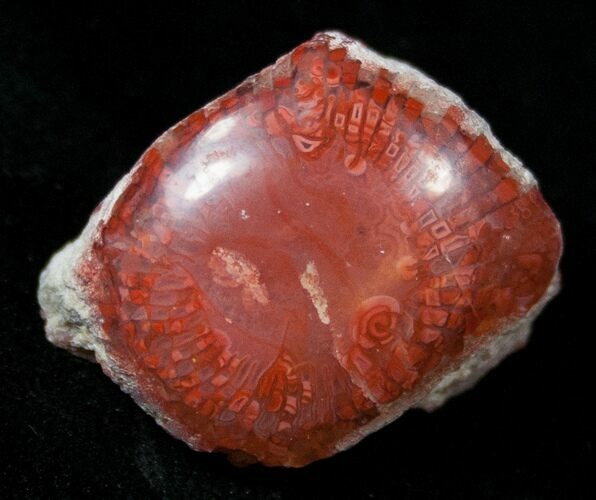 Pennsylvanian Aged Red Agatized Horn Coral - Utah #15259